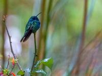 Blauschillernder Kolibri auf Rosenstängel